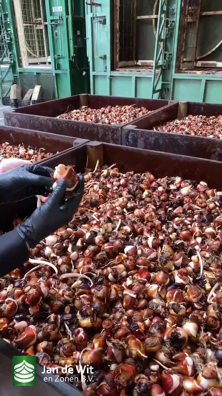 Tulip bulb processing
