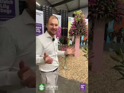 Livestream Dutch Lily Days 2025