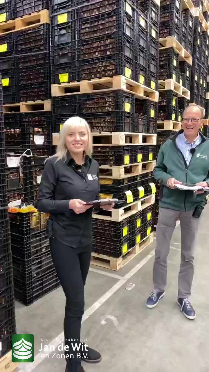 Tulip and hippastrum bulb processing