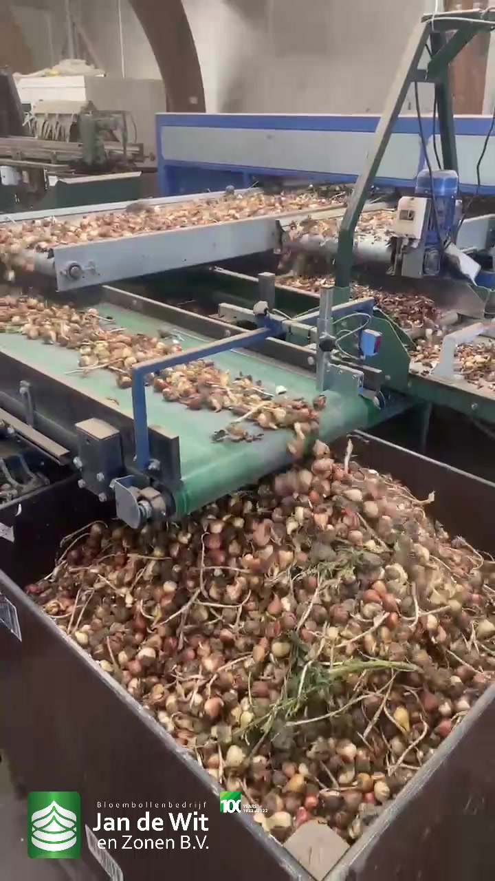 Tulip processing