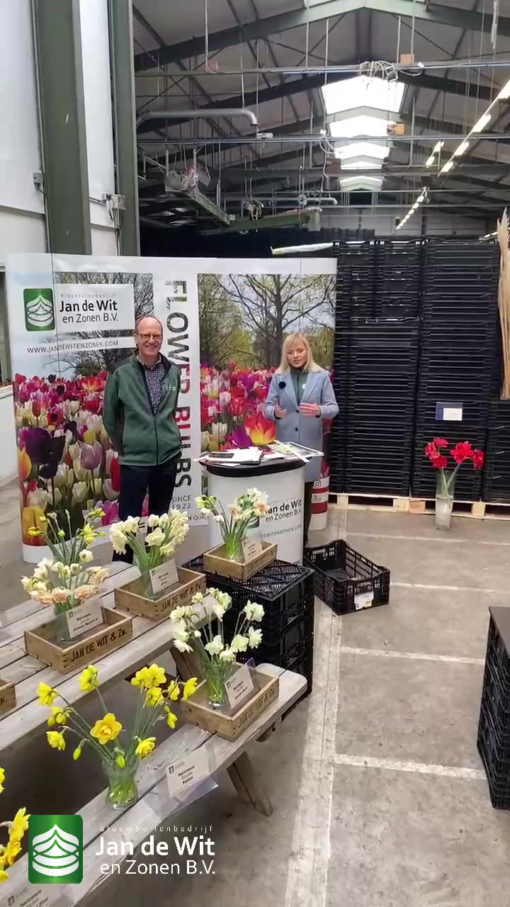 Amaryllises and narcissi