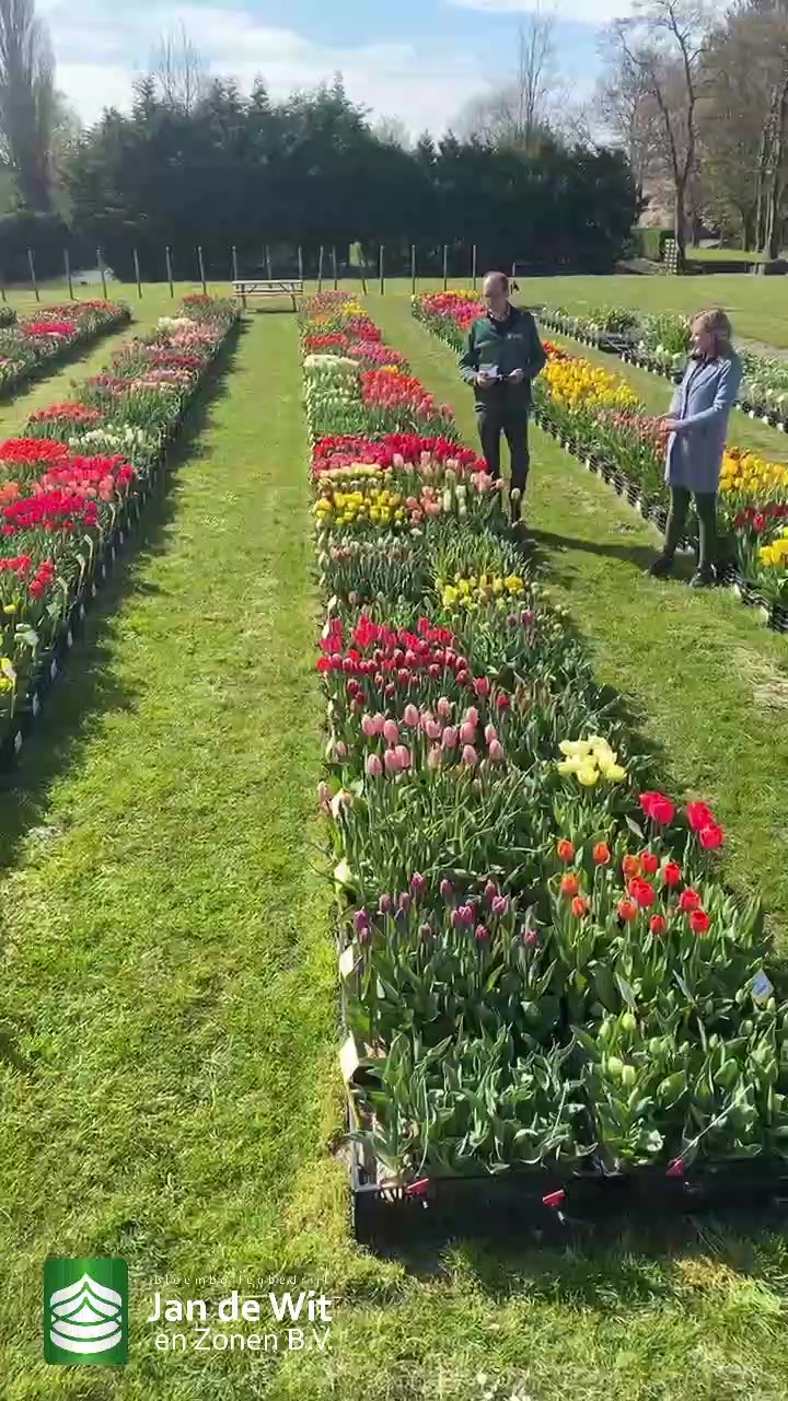 Tulips and more!