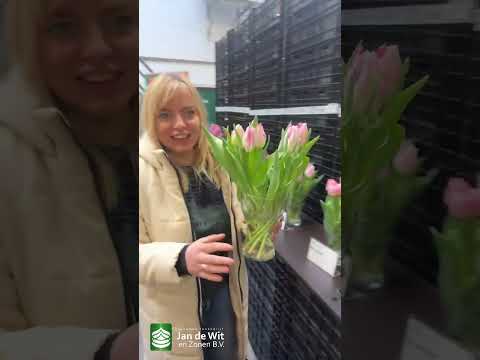 Varieties from test greenhouse