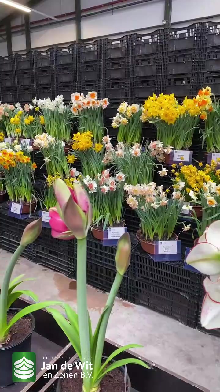 Amaryllises, narcissi and muscari!