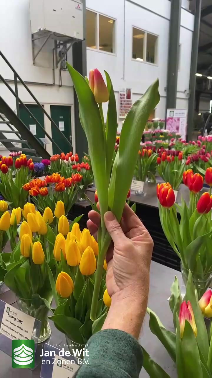 Tulips, lilies and more!