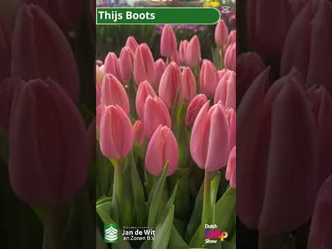 Livestream DTS 2025 - Pink and Purple - EN/EEU