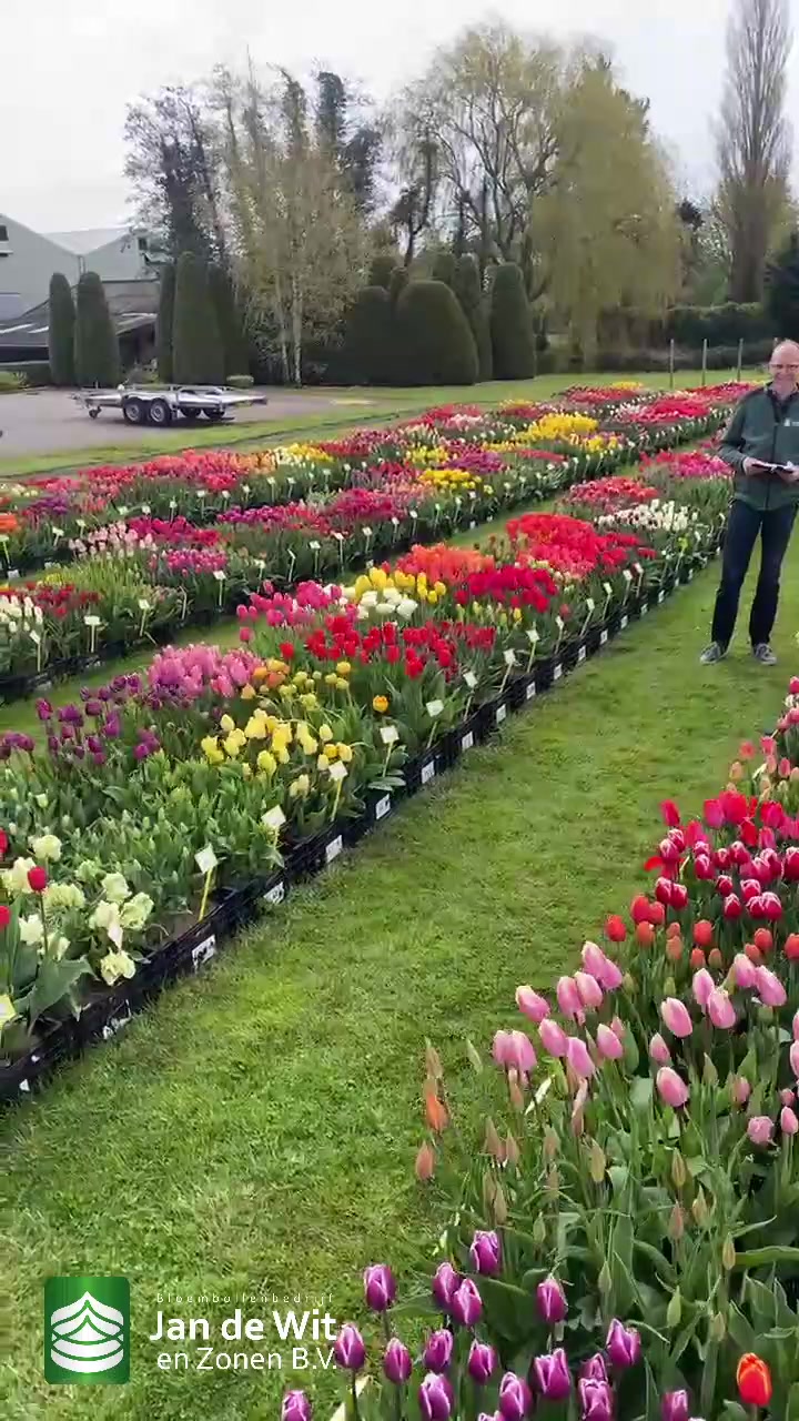 Tulips and more!