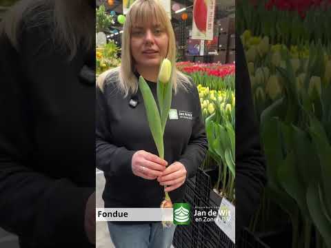 Livestream TTE 2026 - White and yellow - EN/EEU