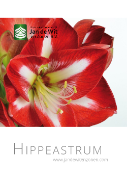 Hippeastrum 2019