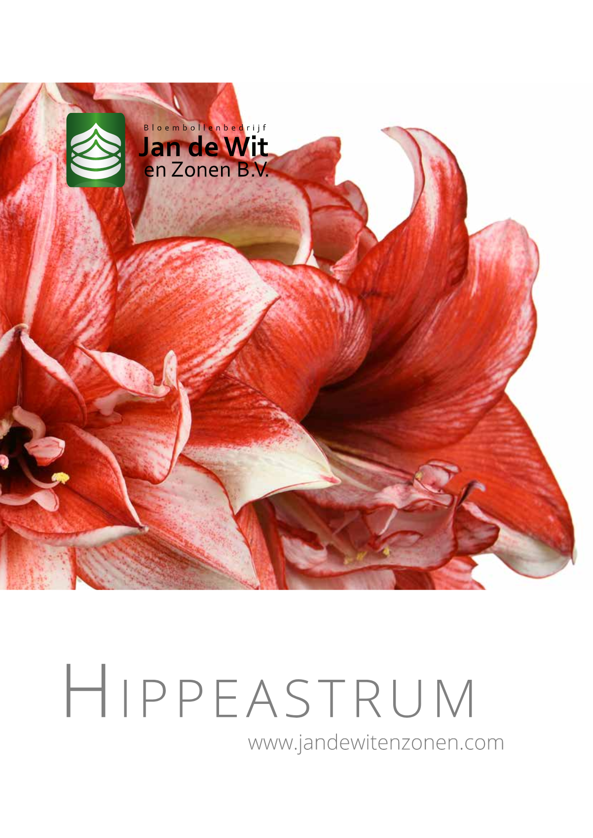 Hippeastrum 2024